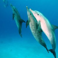 Des dauphins nagent.